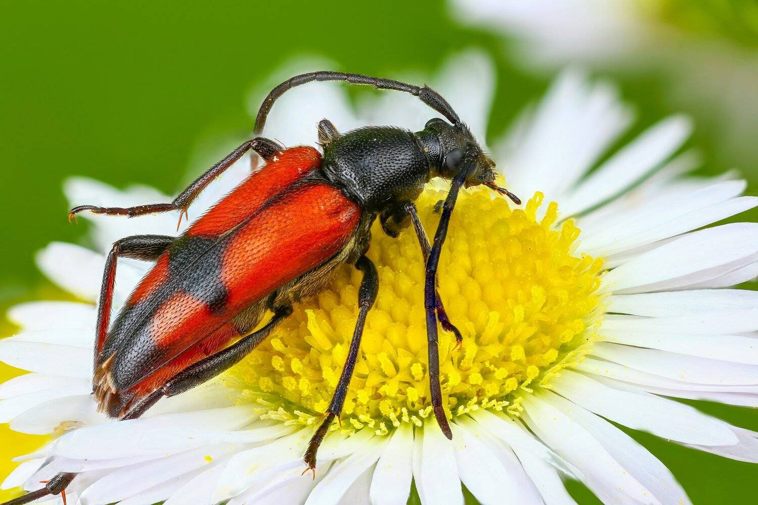 жук макро цветок зеленый красный желтый насекомое животное, Андрей Шаповалов