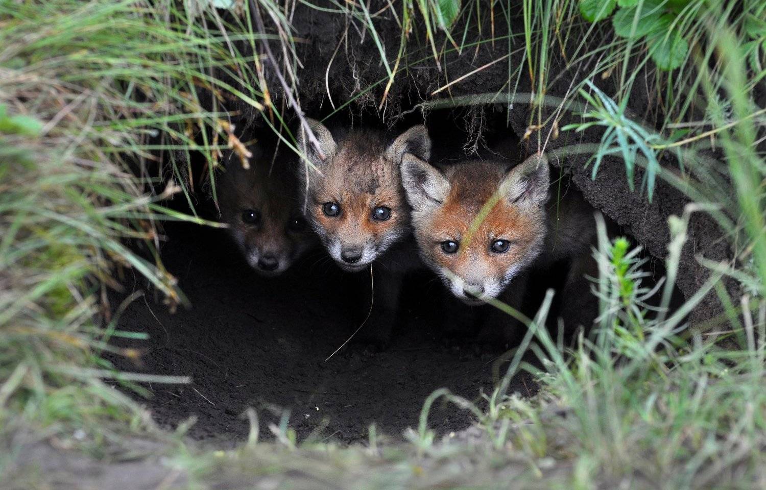 , Макеев Алексей