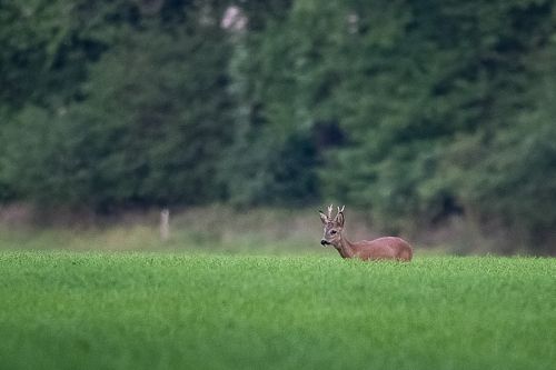 Les chevreuils sortent du bois