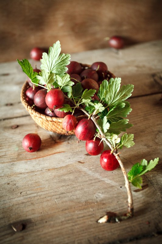 натюрморт, крыжовник, дерево, веточка с ягодами фото превью