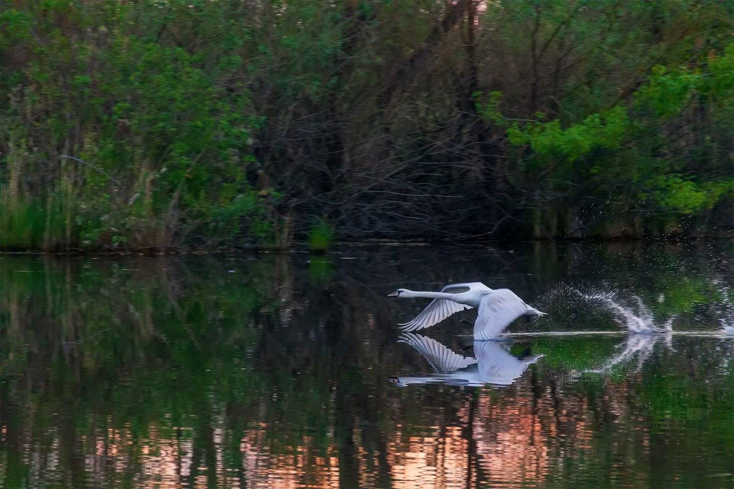 озеро, лебеди, рассвет, Леонид Максименко