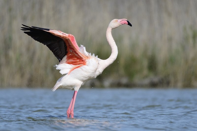 птицы birds Phoenicopterus roseus фото превью