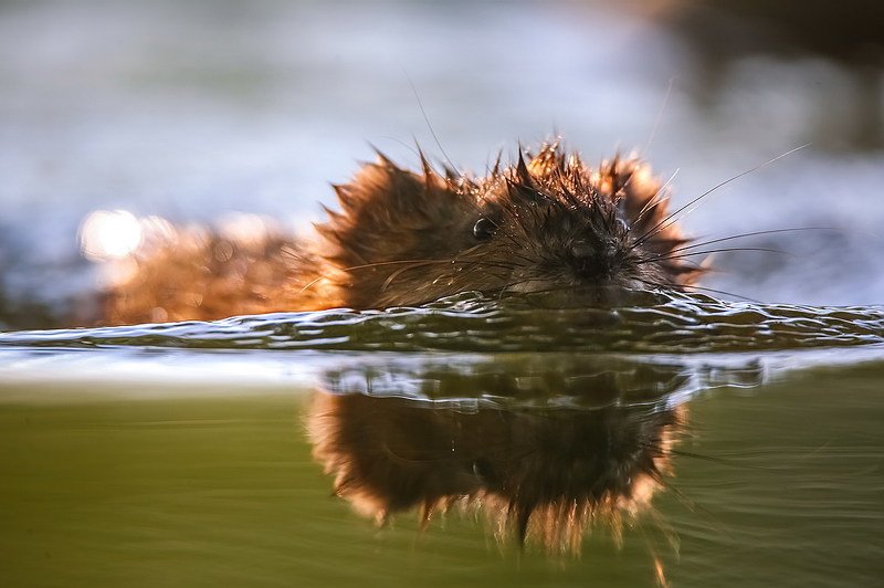 Ондатра фото превью