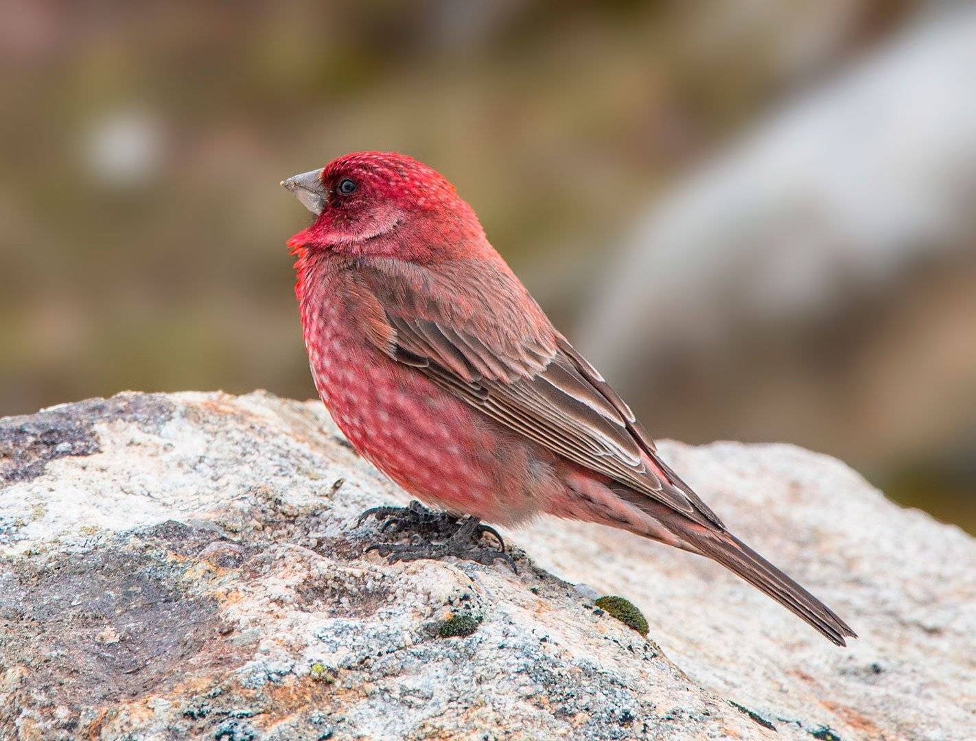 большая чечевица, Хасан Журтов