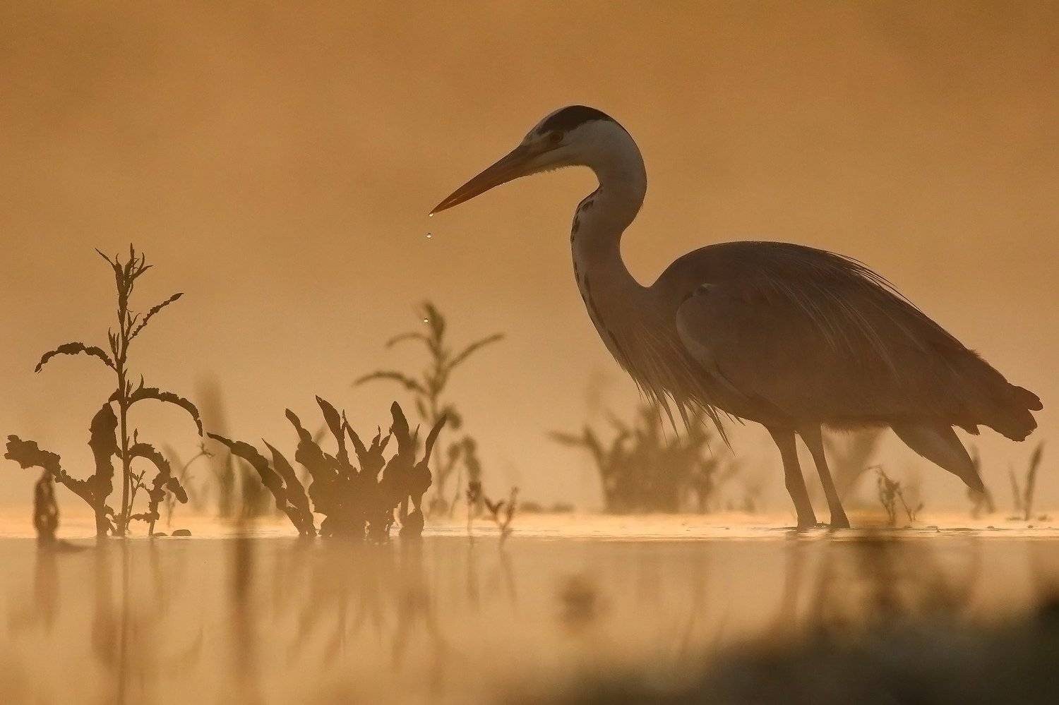 , Łukasz Sok&oacute;ł
