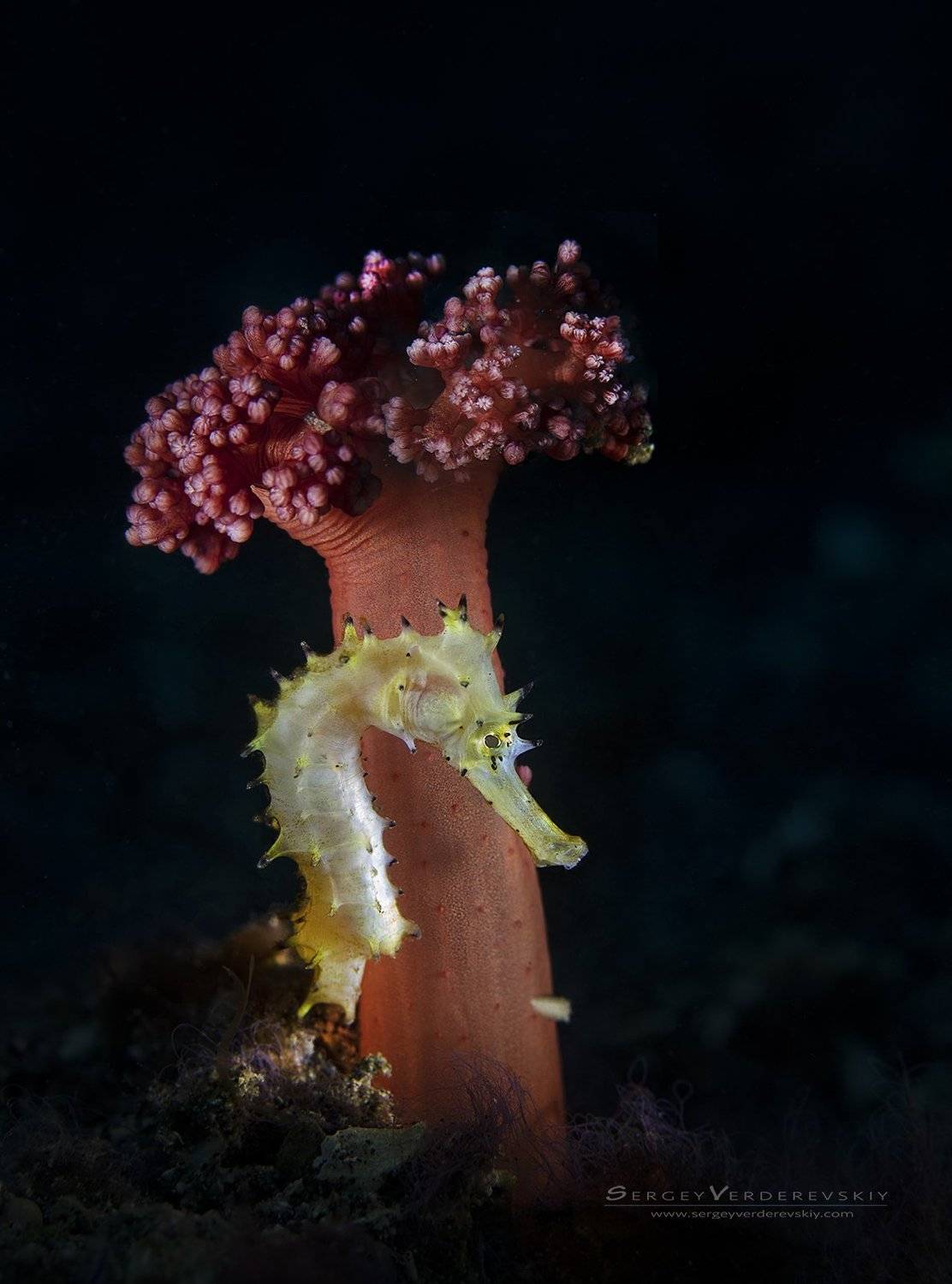 , Sergey Verderevskiy