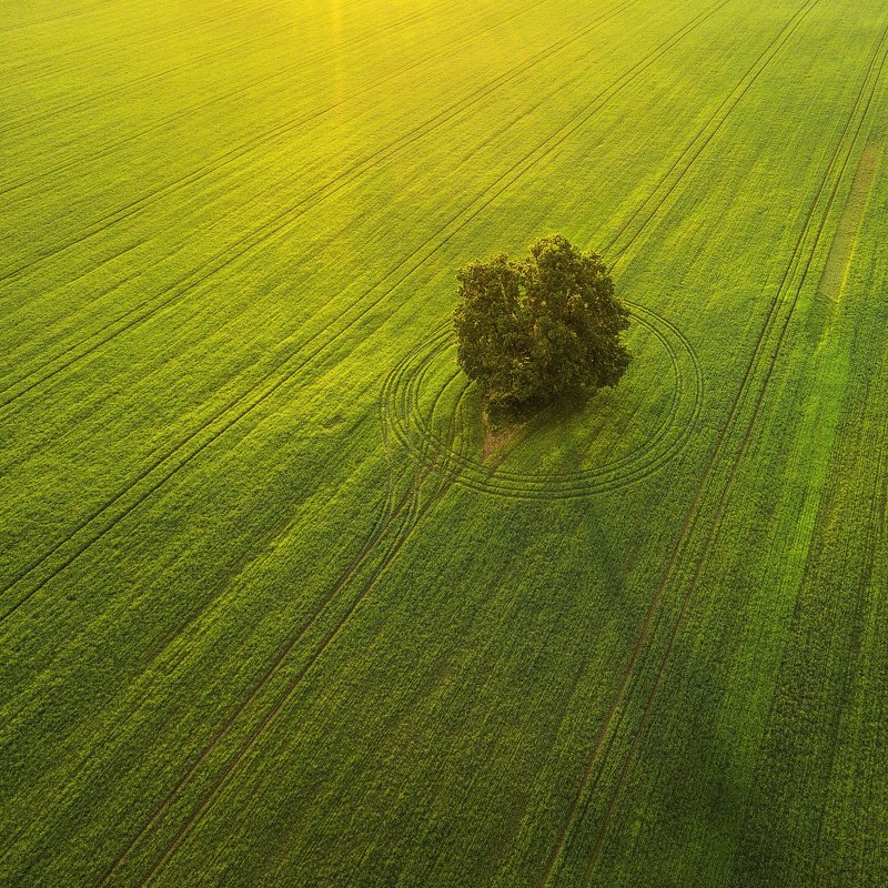 First morning of summer фото превью