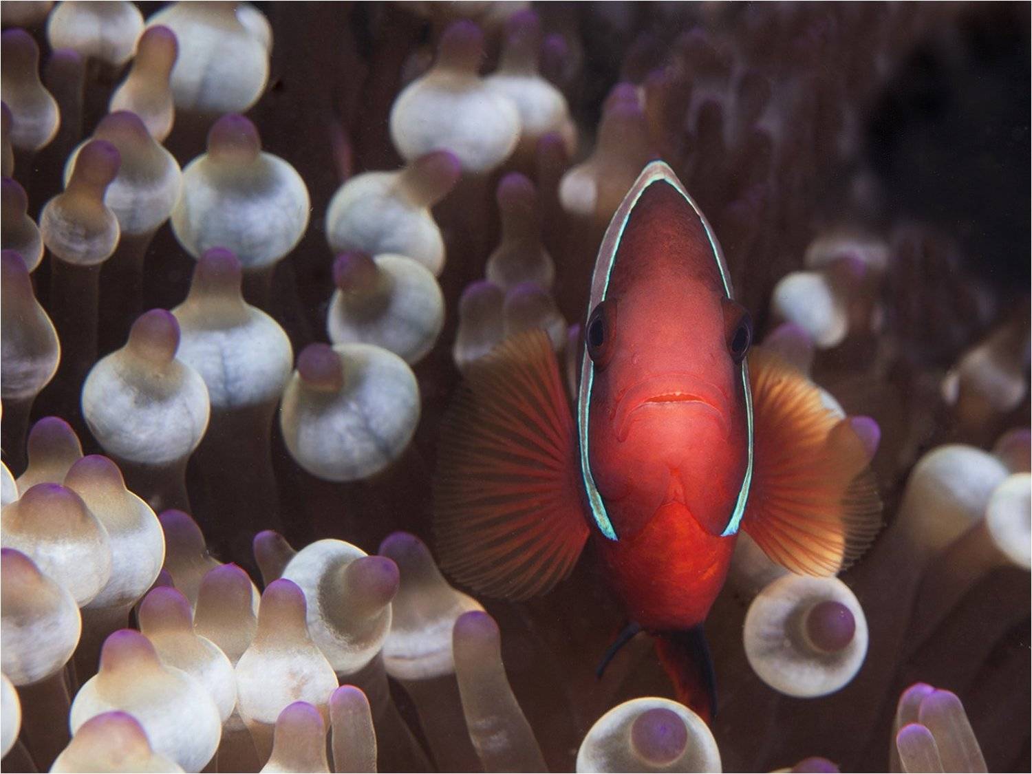 филиппины, амфиприон в анемоне, макро, Сергей Гаспарян