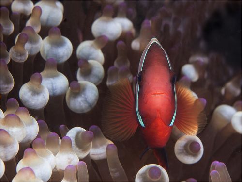 домашний портрет