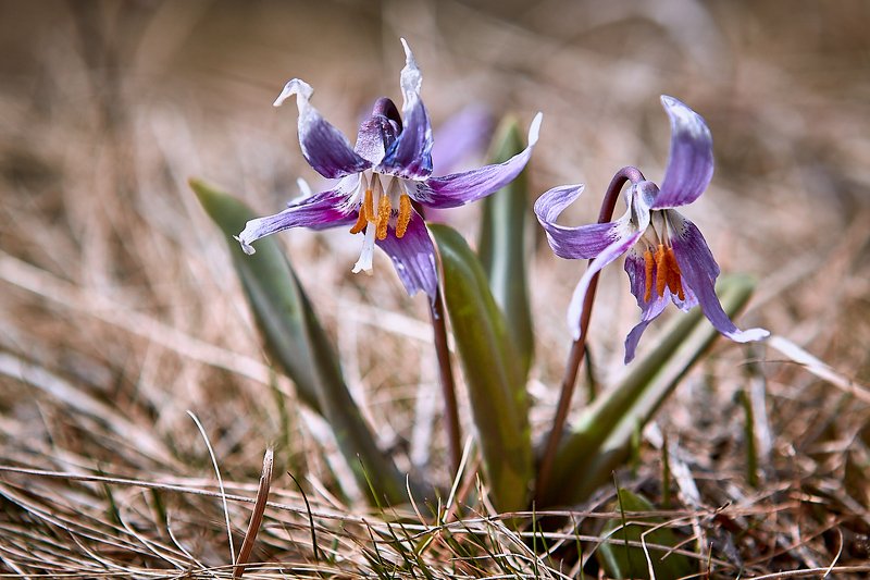 алтай, ледник актру, актру, алтайский край, долина, весна,осень, лиственницы, ледник,ледники Лютики Алтая фото превью