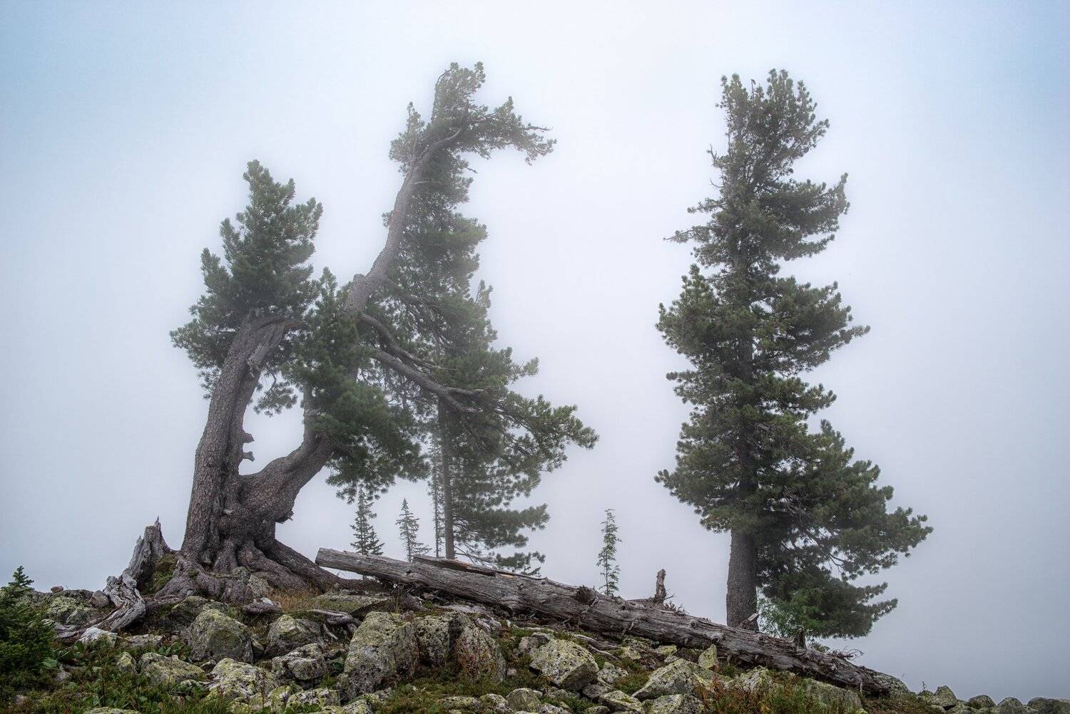 горы, россия, сибирь, саяны, западный саян, ергаки, путешествие, поход, приключения, ник васильев, туман, дерево, кедр,, Николай Васильев