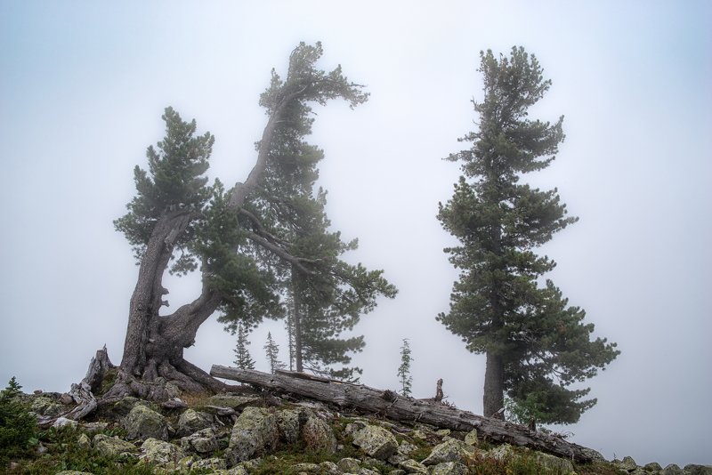 горы, россия, сибирь, саяны, западный саян, ергаки, путешествие, поход, приключения, ник васильев, туман, дерево, кедр, Кедры в тумане. фото превью