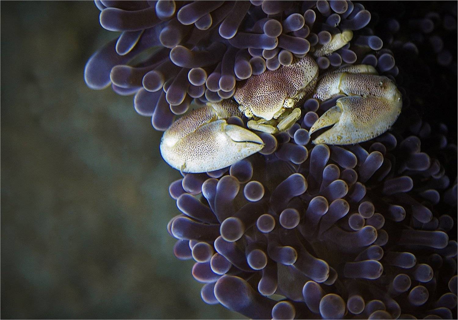 , Сергей Гаспарян