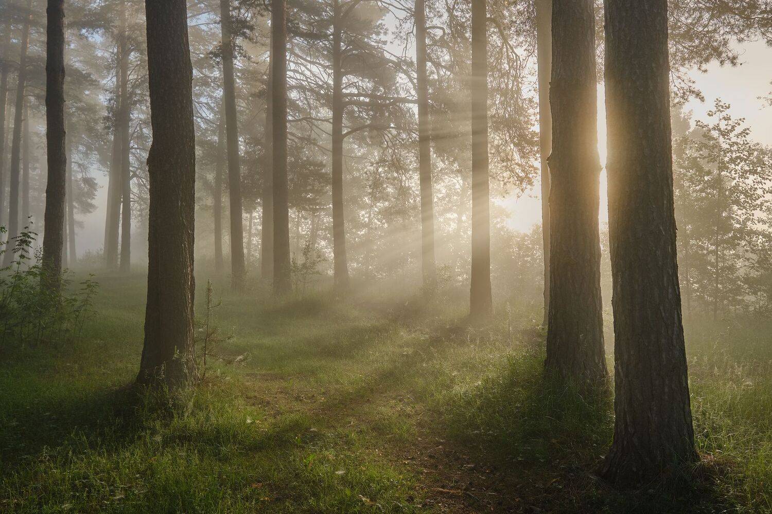 утро, лучи, солнце, лес, деревья, свет, Григорий Бельцев