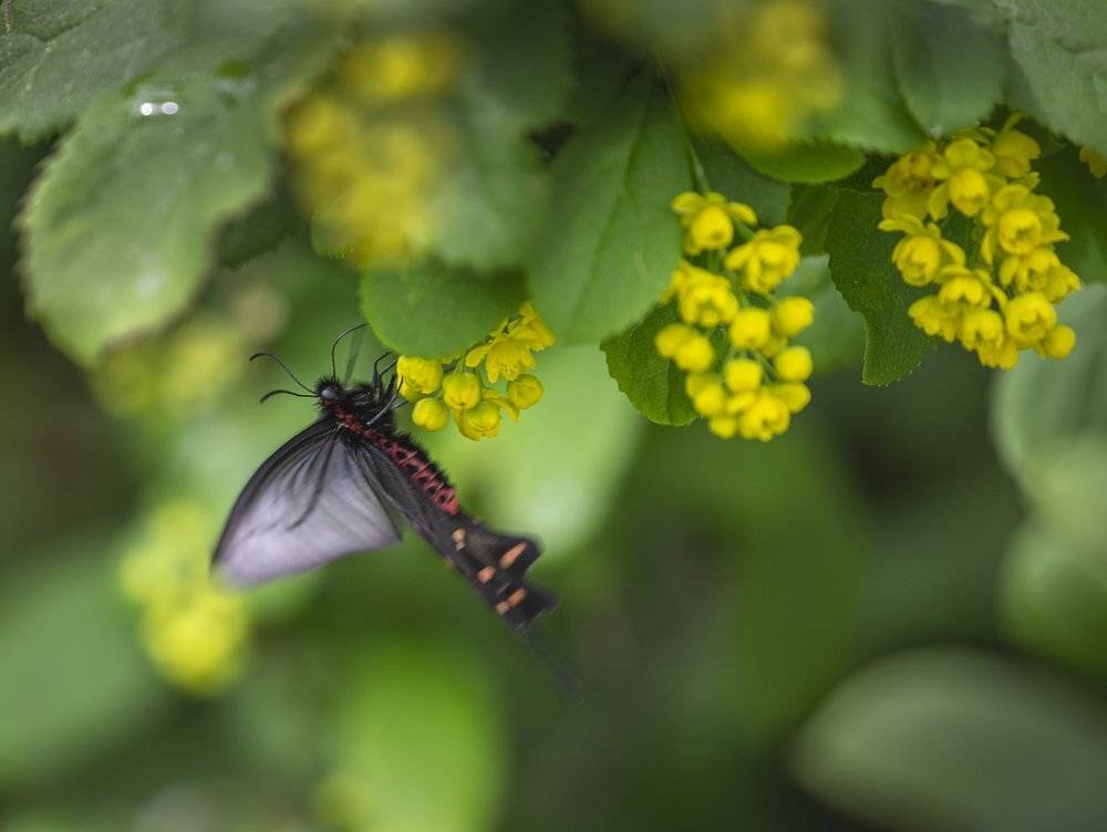 бабочка, парусник, , алциной, atrophaneura, alcinous, Евгений Слободской