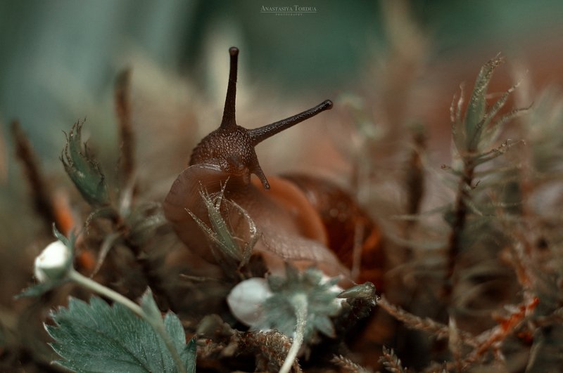 улитка макро улитки микромир макромир гелиос snail snails animal macro macroworld miniworld Один день из жизни Улиточек фото превью