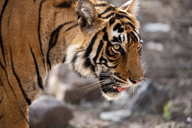 Тигриные портреты фото превью