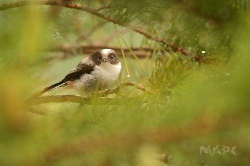 Птенец ополовника