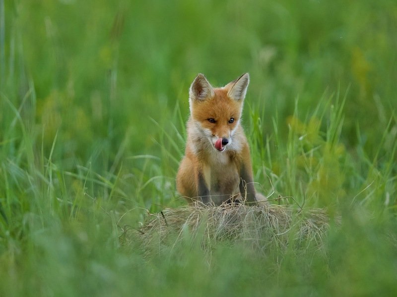 лисёнок фото превью