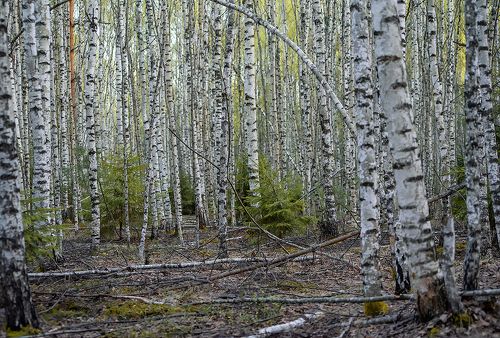 Весна в стране берёзового ситца (2)