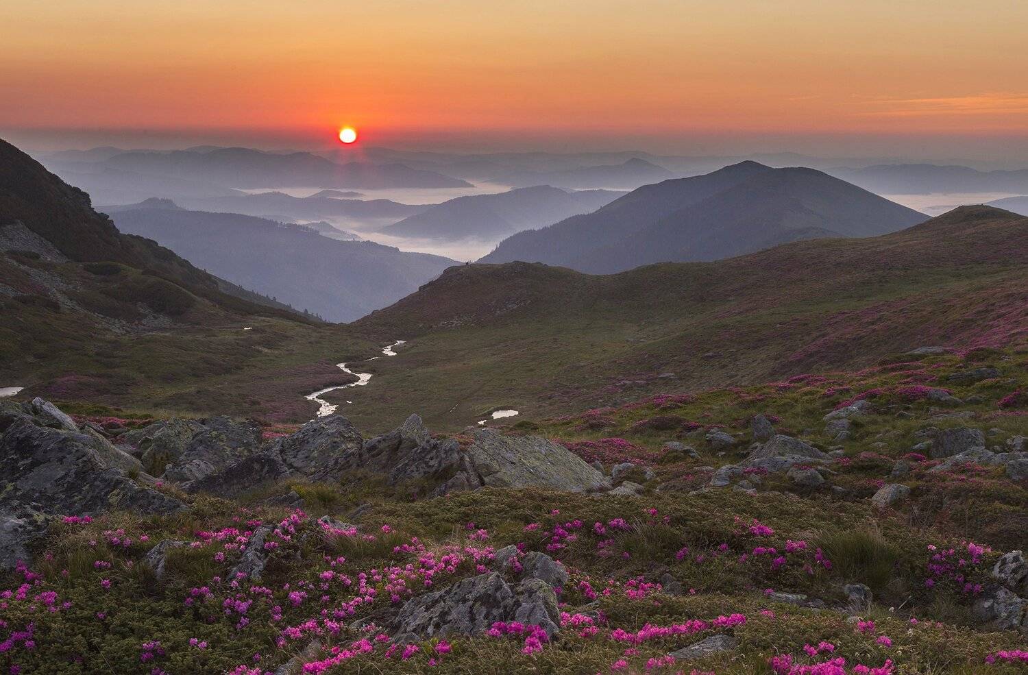 mountain, summer, landscape, travel, nature, romania, colors, rodnei, fog, sunrise, mist, light, flowers, Lazar Ioan Ovidiu