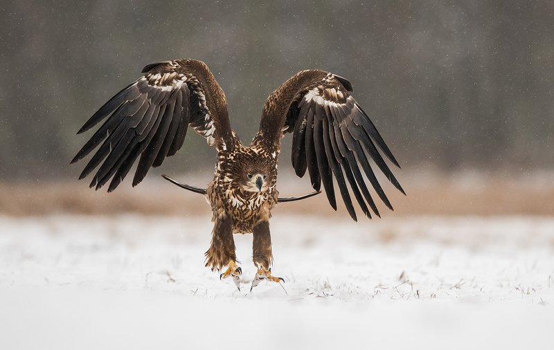 eagle, birds, bird, animals, animal, wildlife, nature, snow, winter, white, tailed, Eagle фото превью