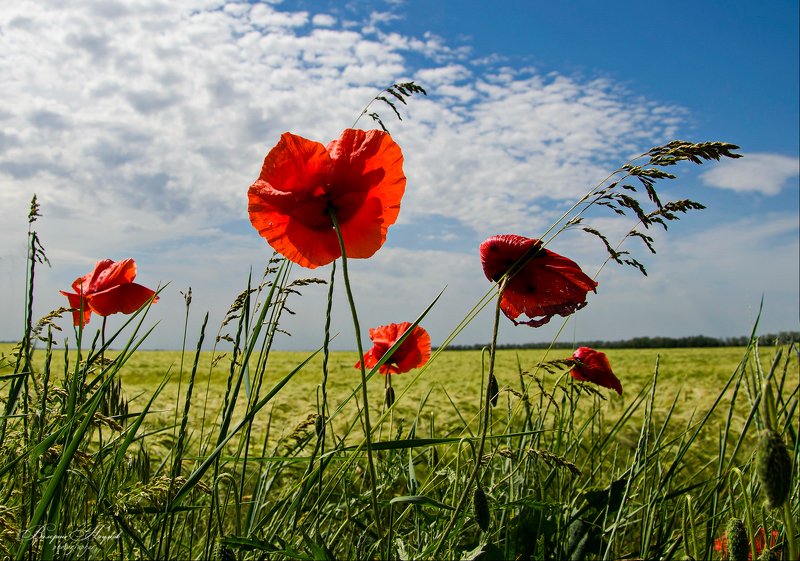 лето, июнь, маки, поле Июнь, разнотравье, маки фото превью