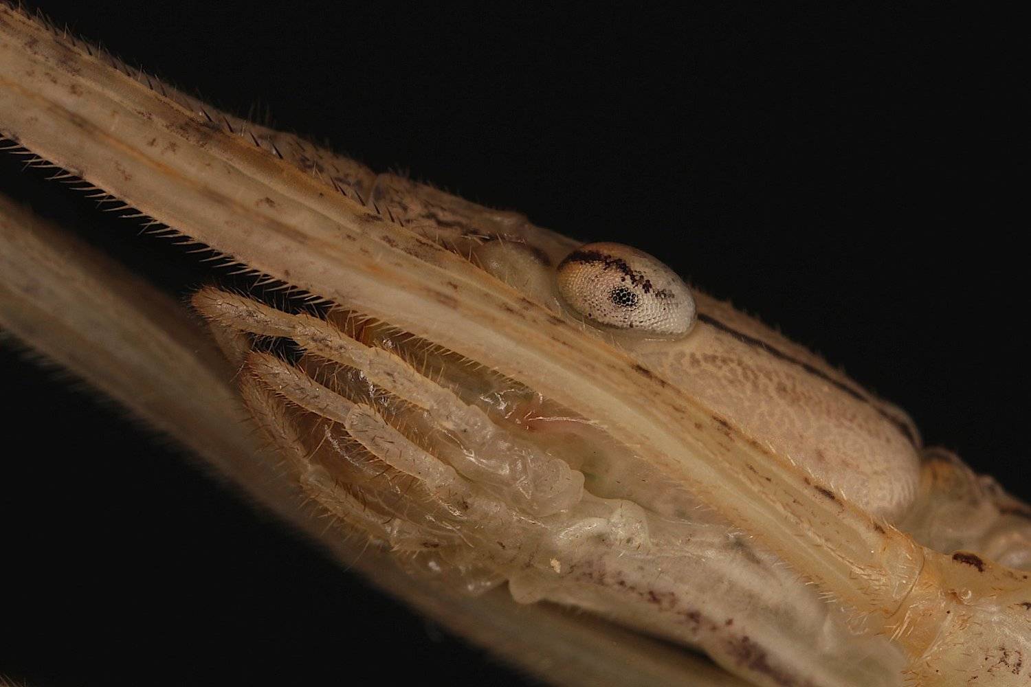 палочник, Александр Зорин