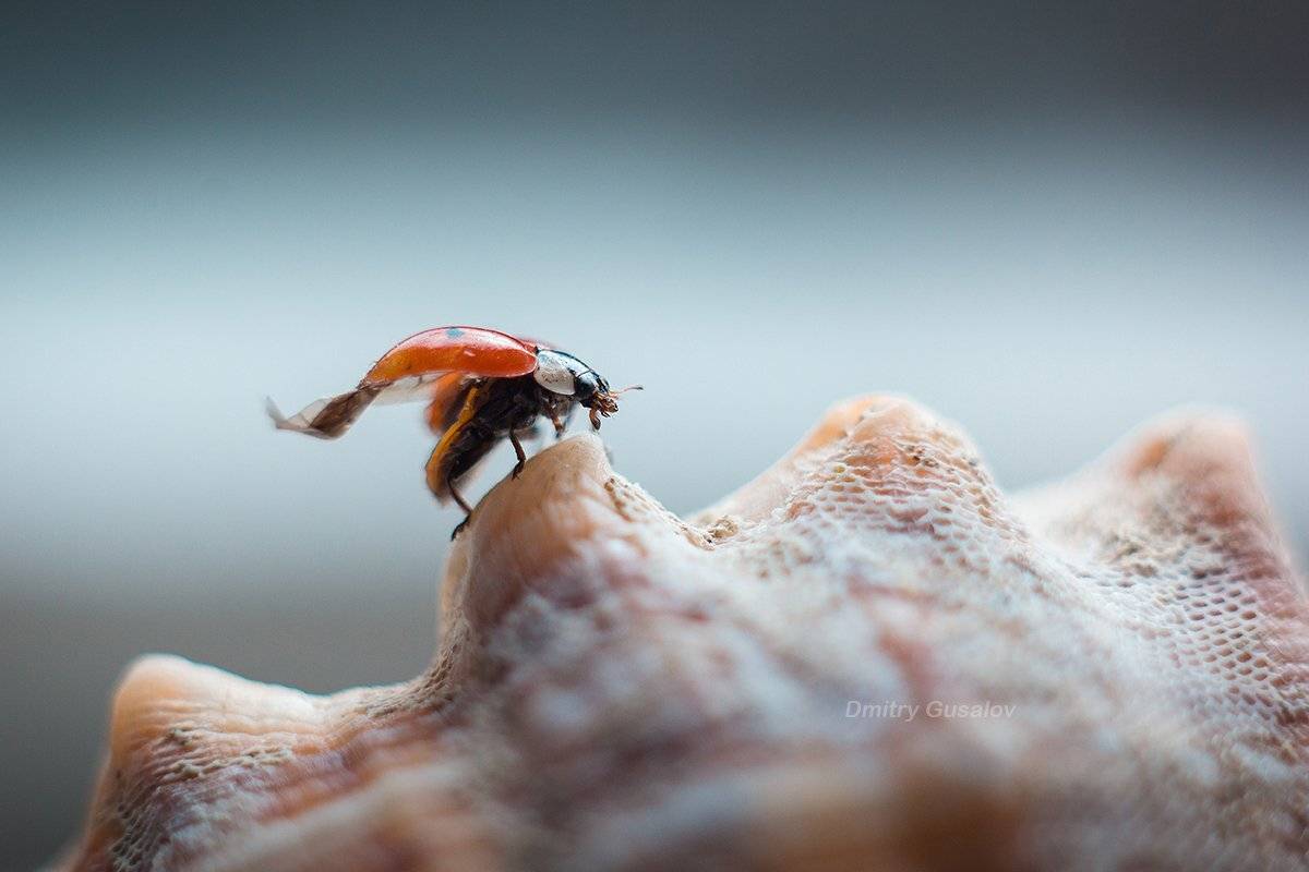 макро, природа, весна, макросъёмка, макрофотография, растение, цветы, божьякоровка, , Дмитрий Гусалов