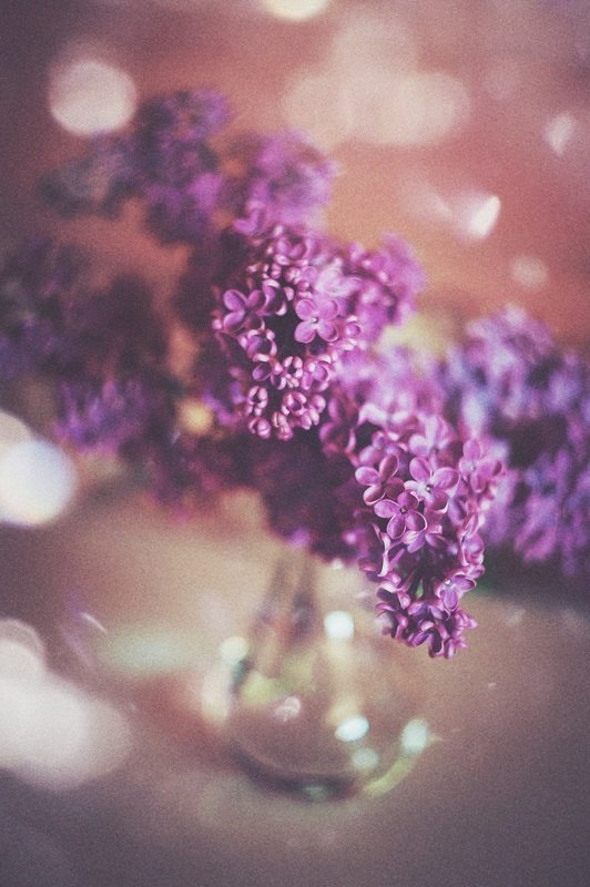 сирень фото превью