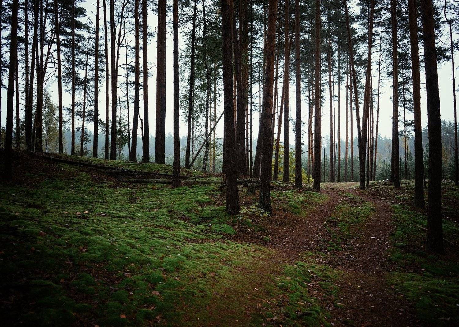 , Илья Мусатов