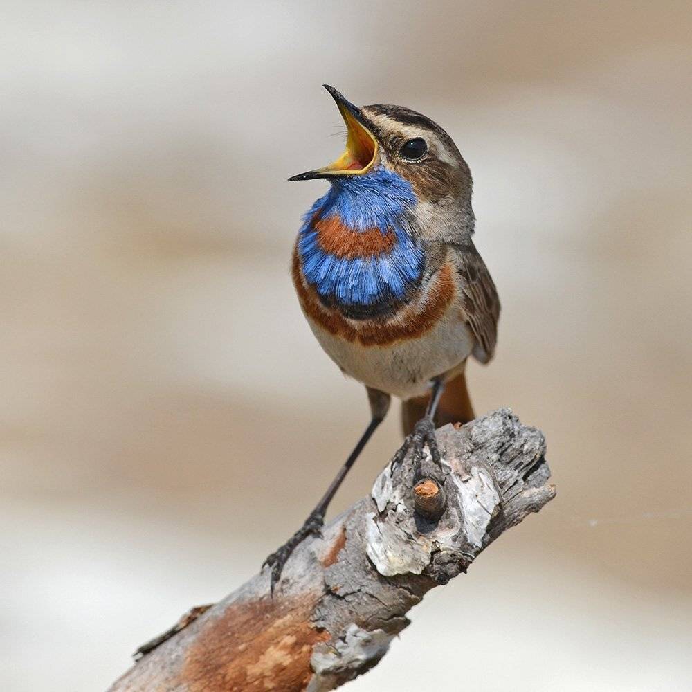 варакушка,самец,песня,весна, Иван