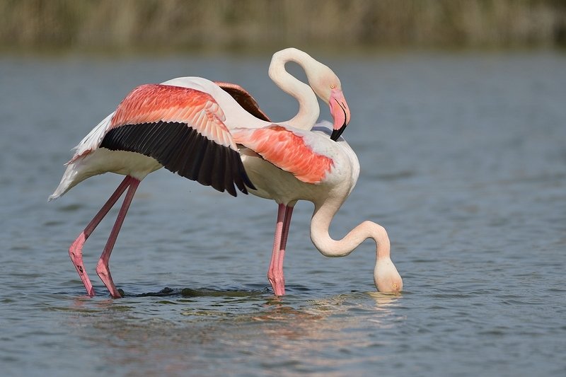 птицы birds Phoenicopterus roseus фото превью