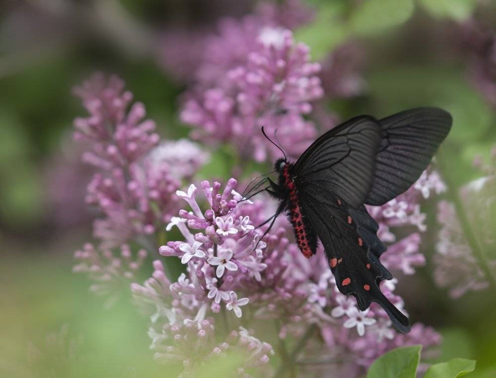 , Евгений Слободской