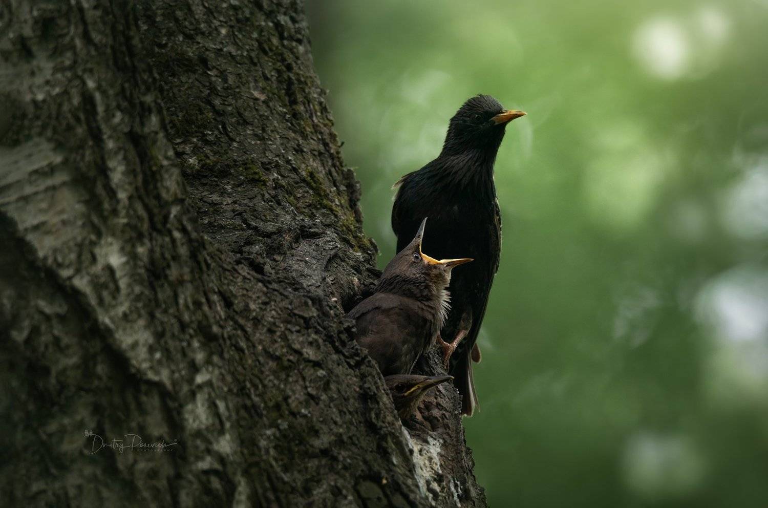 природа, лес, животные, птицы, Дмитрий Посевич