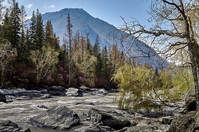 алтай, ледник актру, актру, алтайский край, долина, весна,осень, лиственницы, ледник,ледники, катунь Катунь фото превью