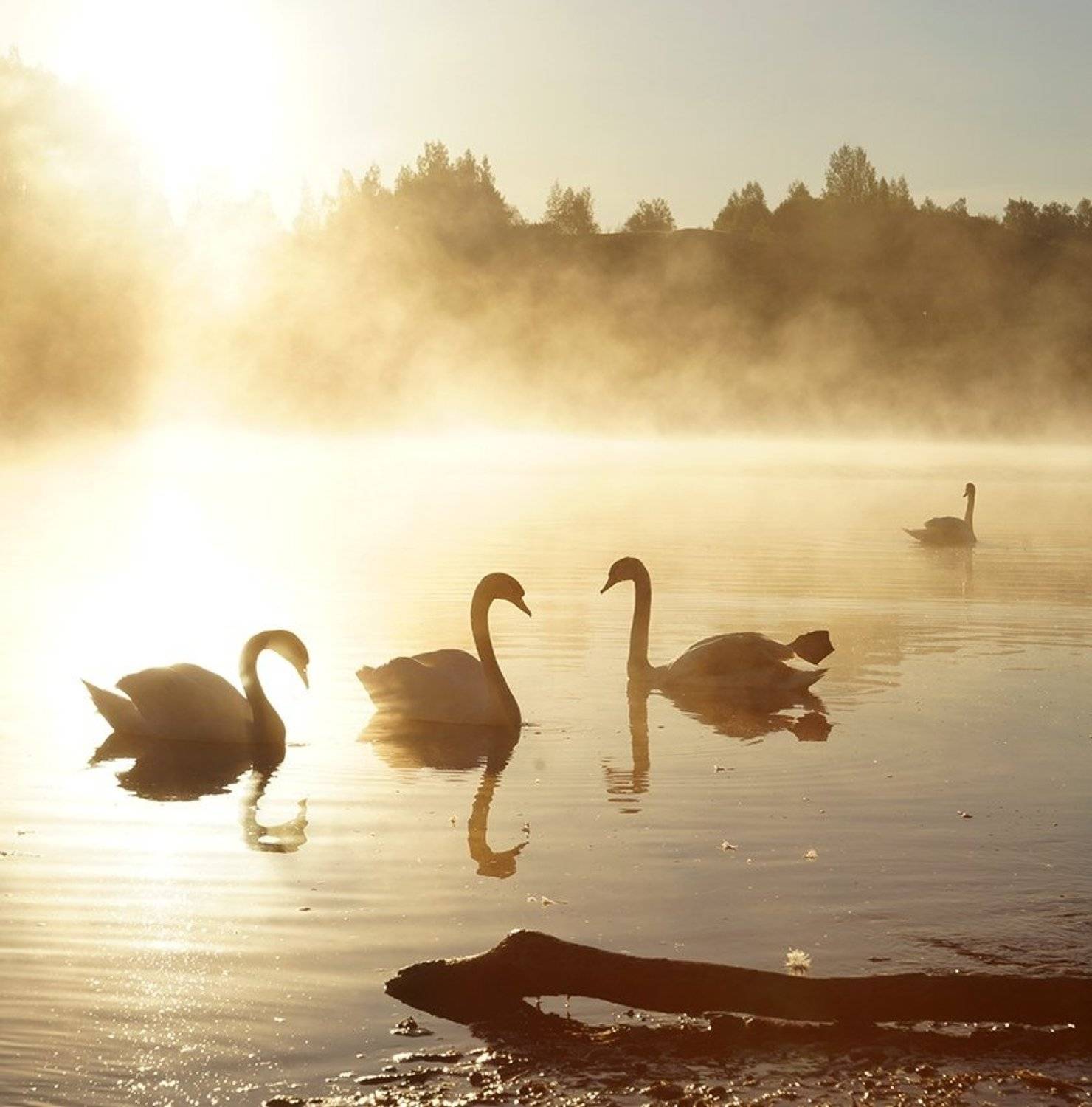 , Петр Косых