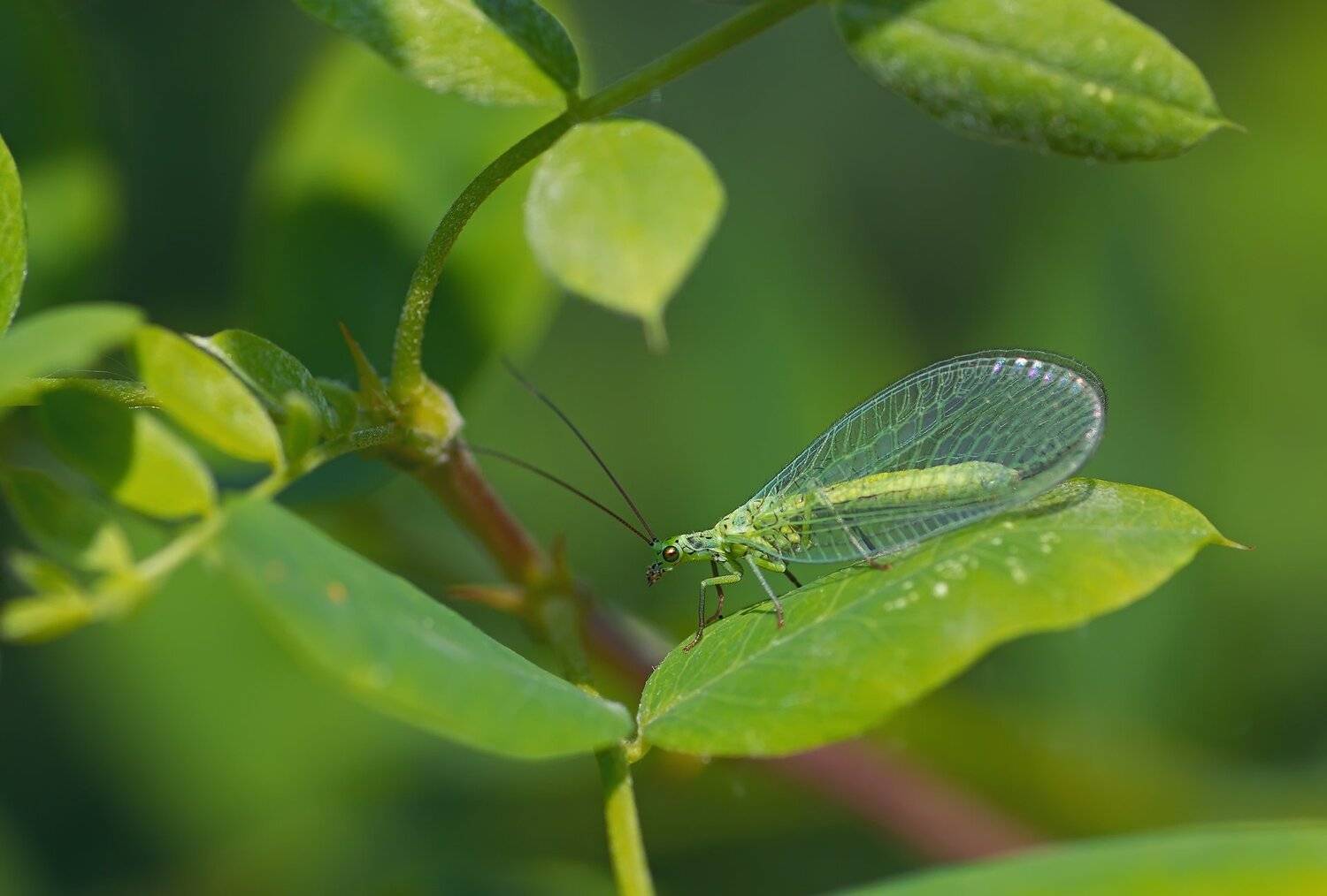 бабочка,лист,трава,солнце,крылья,свет,блик,цветок, Юрий Котов
