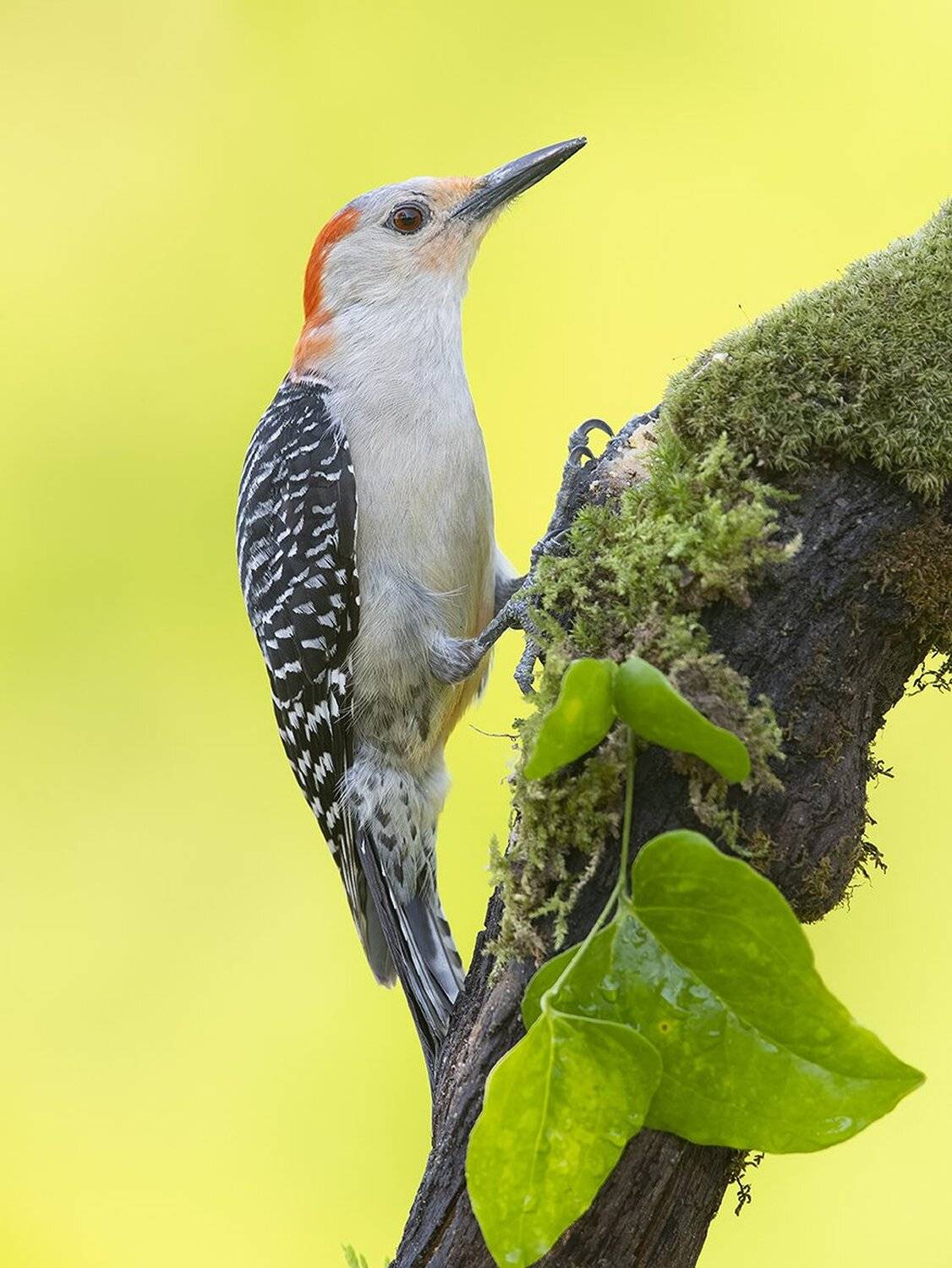 дятел, каролинский меланерпес, red-bellied woodpecker, woodpecker, Elizabeth Etkind