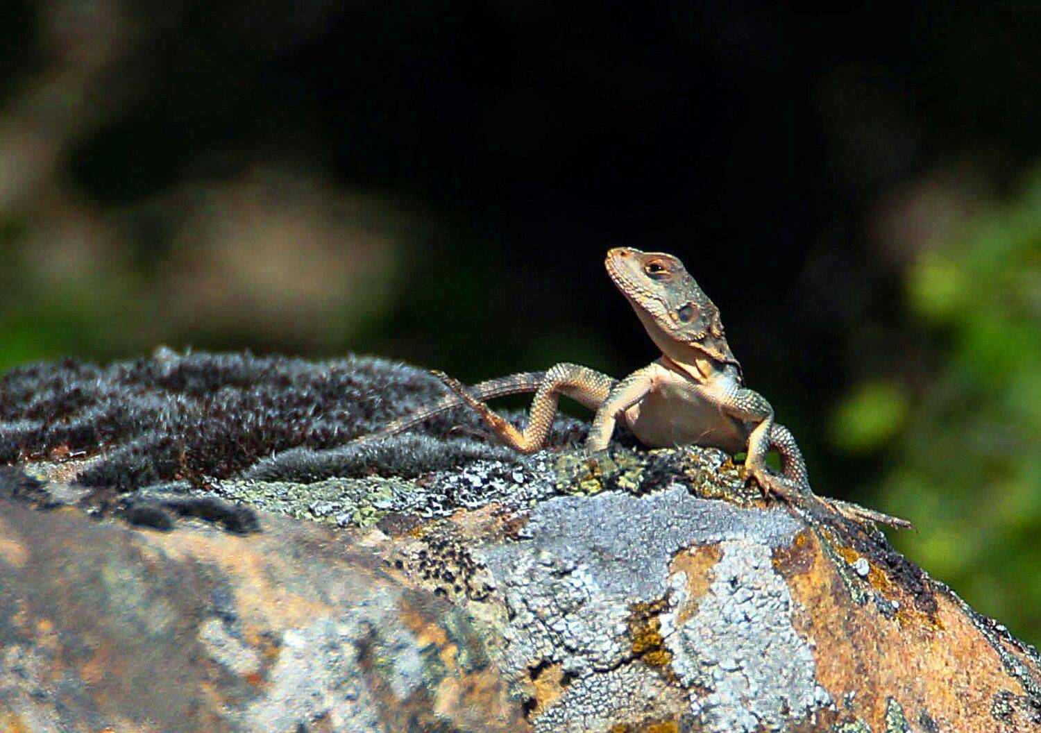 пресмыкающиеся, Marat Magov