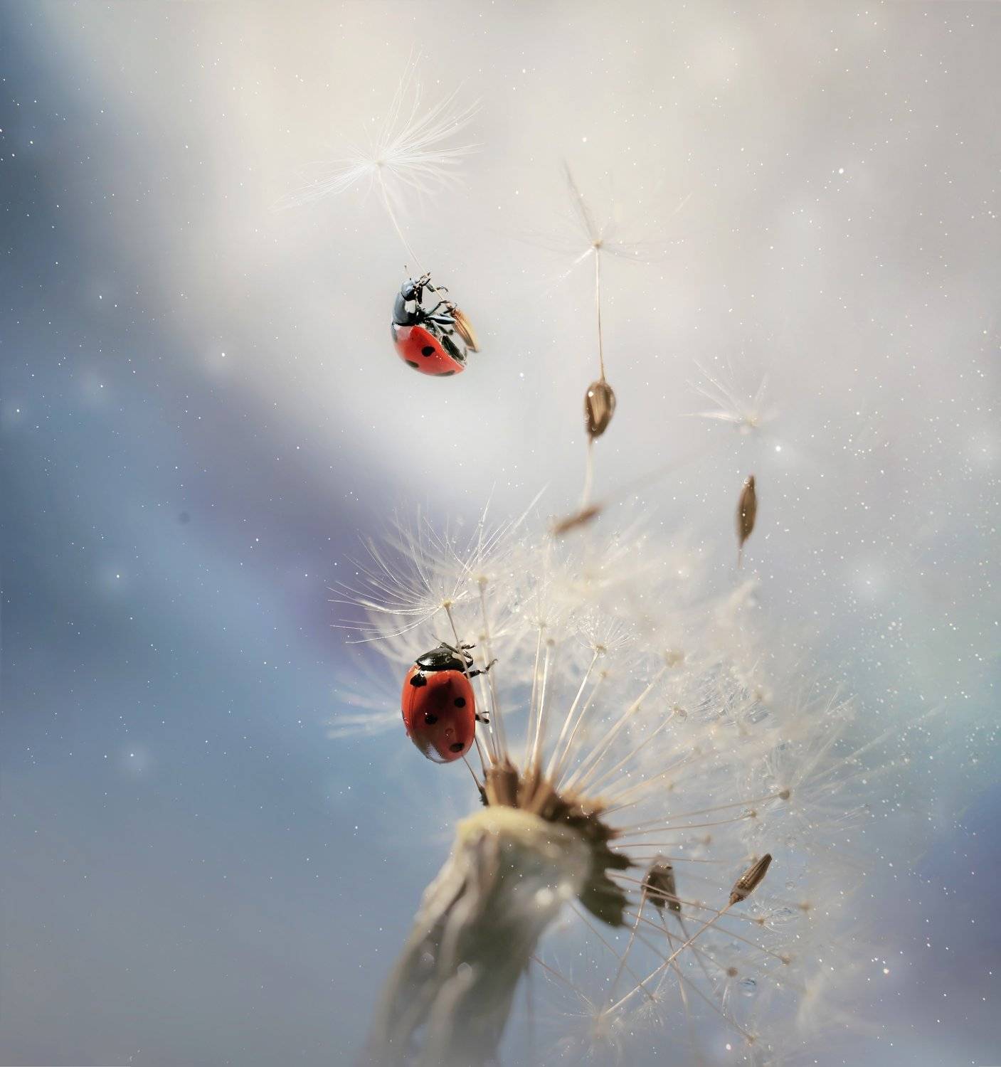 , Тарасова Ольга