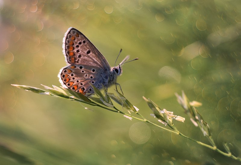 *** фото превью