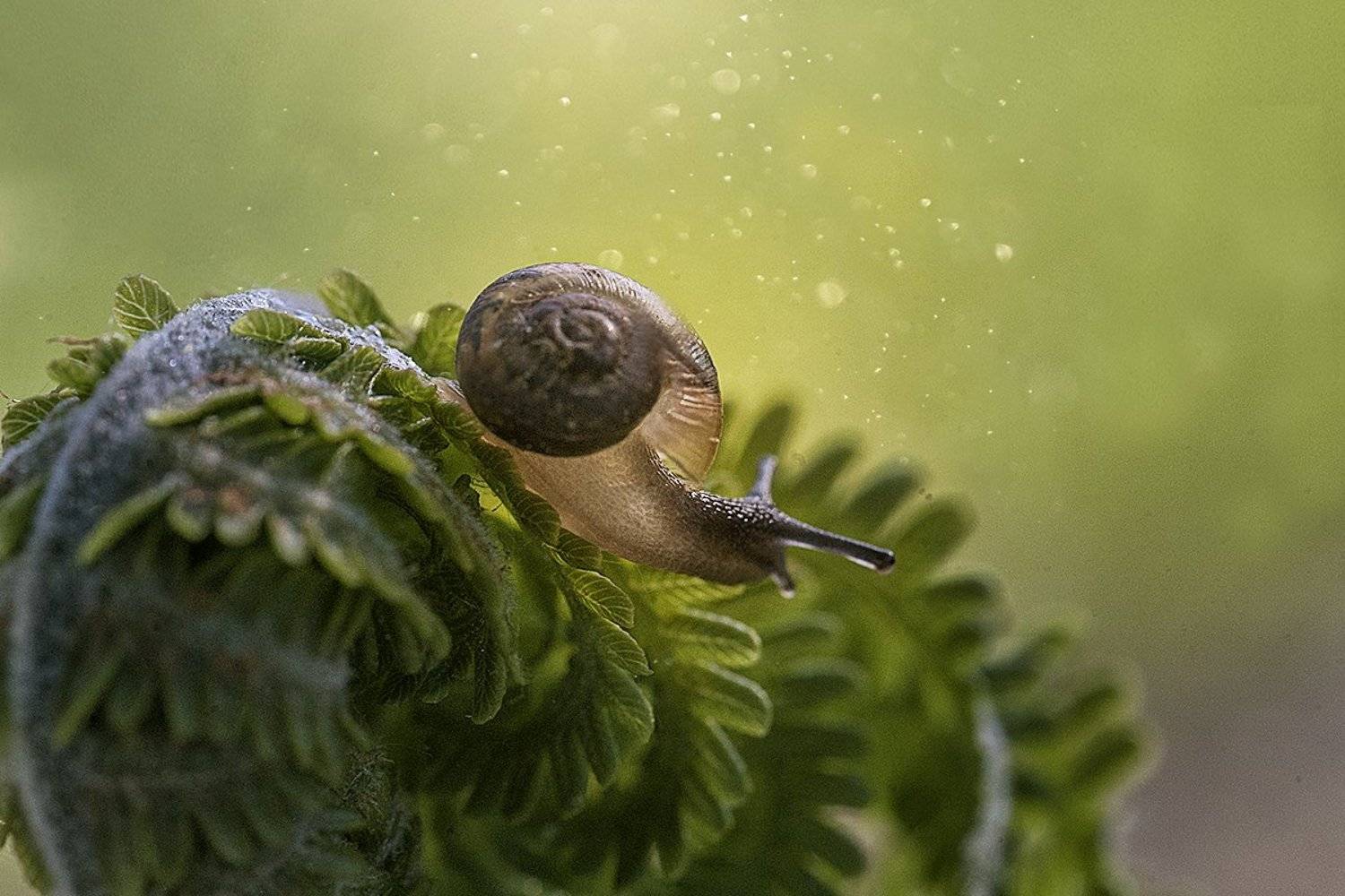 макро, макрофотография, макросъемка, лето, улитка, лес, Ксения Орлова