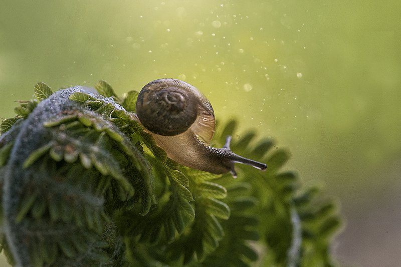 Завитки фото превью