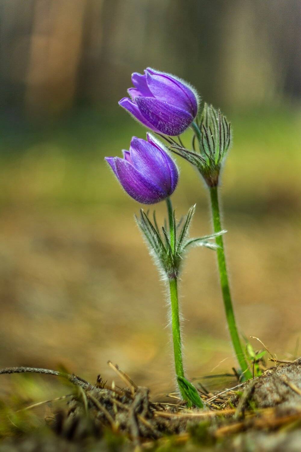 весна, сон-трава, первоцвет, заповедник, лес, Руслан Востриков