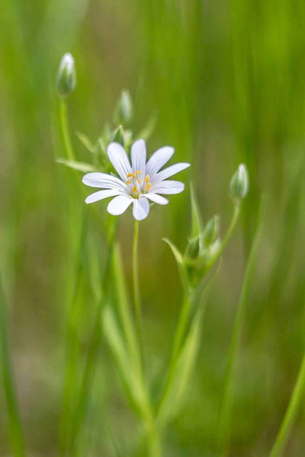 , Руслан Востриков