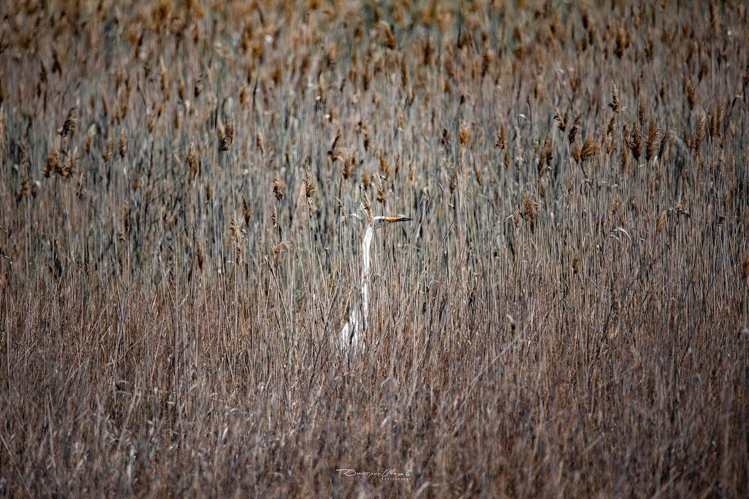 птицы, bird, wildlife, Дмитрий Иванов