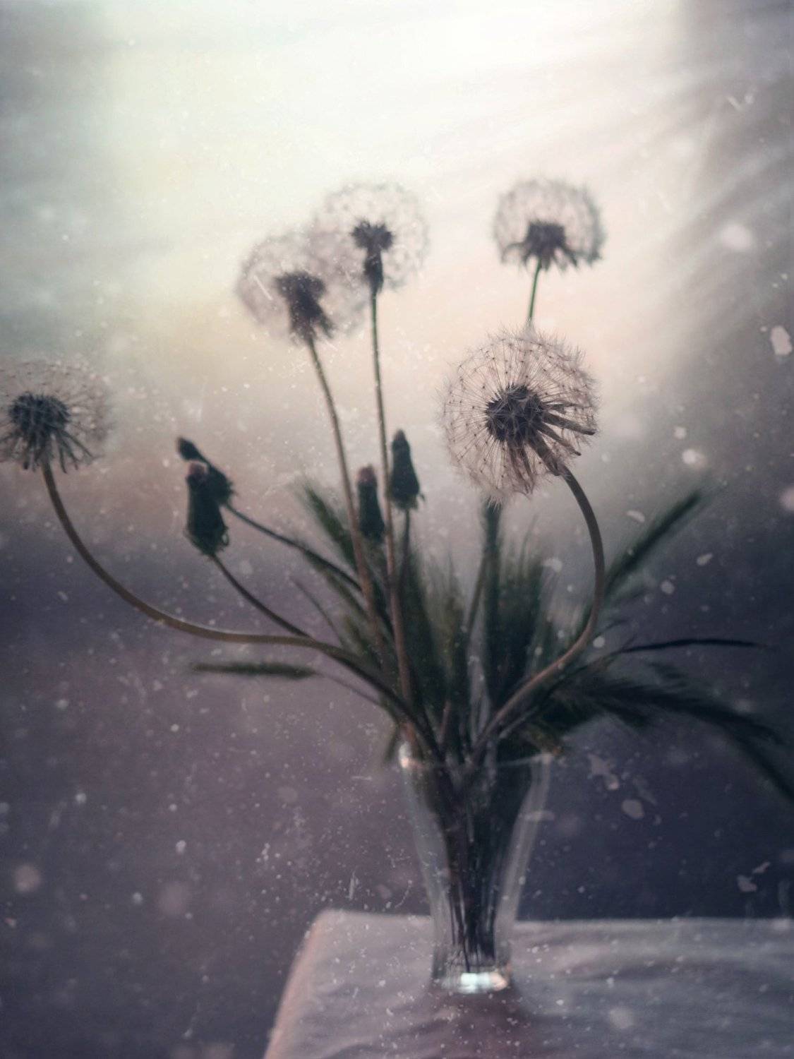 , Елена Лысенко