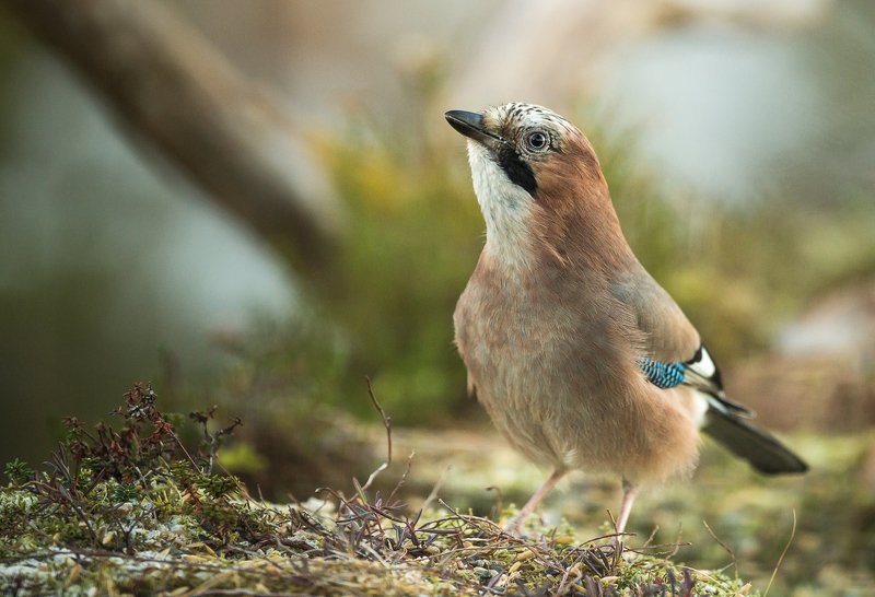 Eurasian jay фото превью