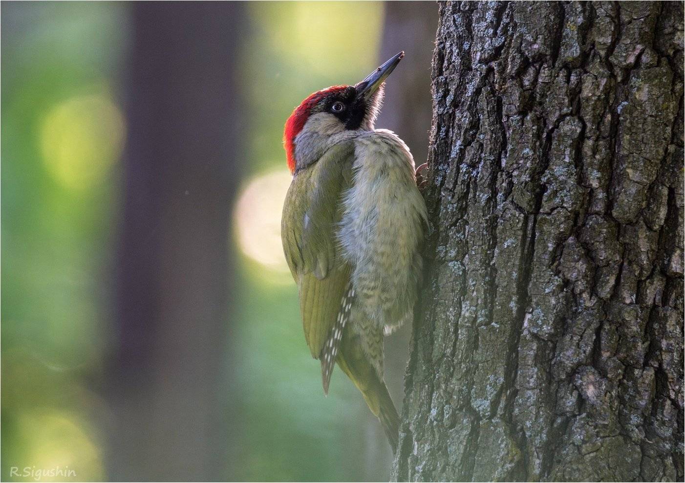 птица зеленый дятел лес весна, Руслан Сигушин